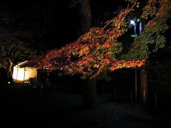 -醍醐寺