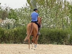 -北京群众马术培训基地