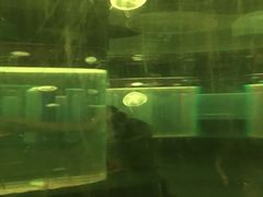 -绍兴梦享海洋公园