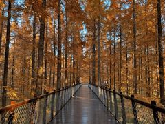 -黄海国家森林公园