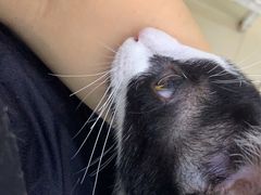 -瑞派动物医院·猫专科·至诚(江南中分院)