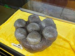 -诸城市恐龙博物馆