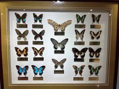 -上海昆虫博物馆