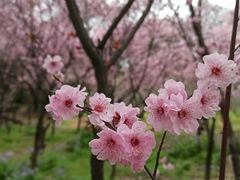 -无锡梅园公园