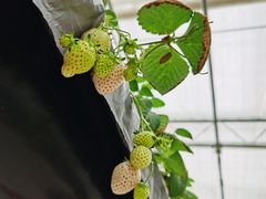 -建德果蔬乐园绪塘草莓基地