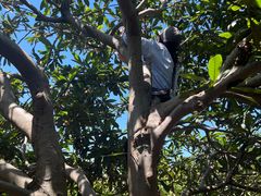 -塘栖枇杷特色园区