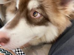 -Let's go狗咖·猫咖·奶狗·桌游(春熙路IFS店)