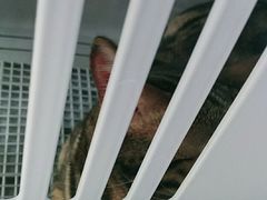 -佳雯宠物医院(金华南路分院)