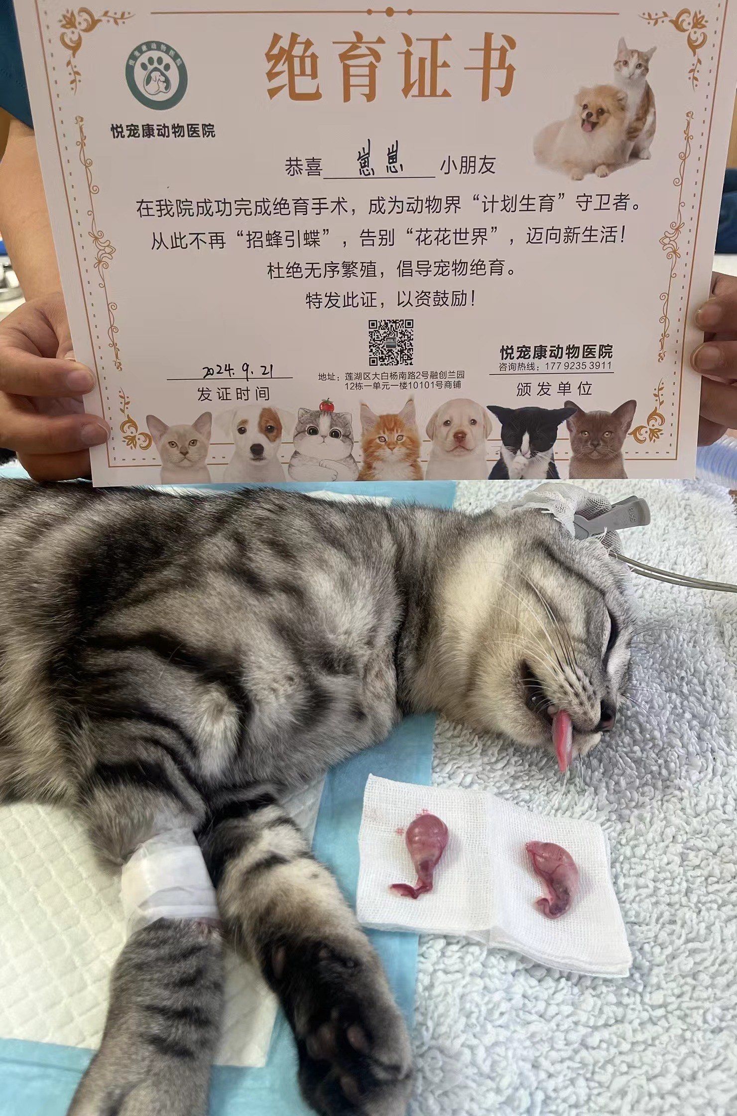 宠物医疗 ##宠物 #猫咪绝育 #悦宠