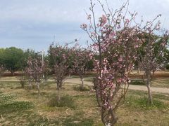 -呈贡滇池生态湿地公园