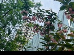 -彗星餐厅(香港迪士尼乐园)
