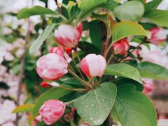 -海棠花溪(元大都城垣遗址公园)