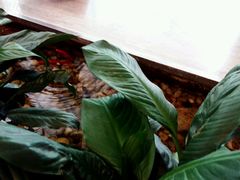 android_upload_pic-衡山汇·高级粤菜(霄云路店)