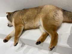 -柴务处·柴犬主题狗咖