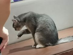-MOCHA明星猫咖(田子坊店)