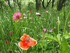 -盘龙城国家考古遗址公园