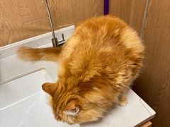 -MOCHA明星猫咖(田子坊店)