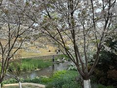 -羊山湖公园