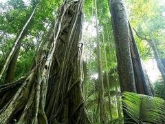 -海南霸王岭国家森林公园
