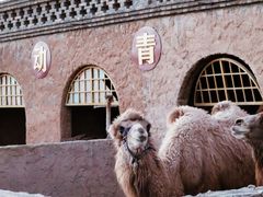 -包头古城文化旅游区