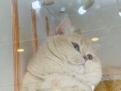 -青奢宠物·青奢猫舍