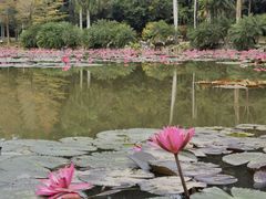 -中国科学院西双版纳热带植物园