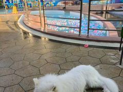 -帕帕拉兹宠物(亚洲旗舰店)