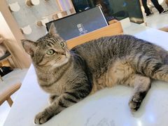 -喵园·猫主题咖啡厅·撸猫·猫咖(国贸店)