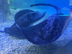 -沙沙哗啦海洋馆(华宇百花谷店)