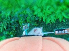 -糯米喵星人·撸猫猫舍咖啡馆(西市场嘉华店)