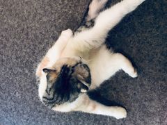 -猫色咖啡·猫咖