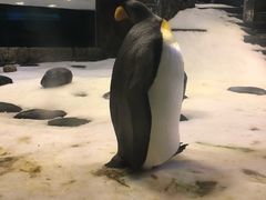 -悉尼海洋生物水族馆