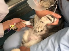 -北京赛佳动物医院