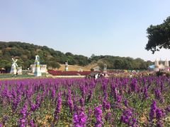 -松山湖梦幻百花洲