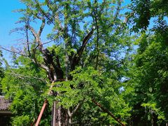 -上海佘山国家森林公园天马山园