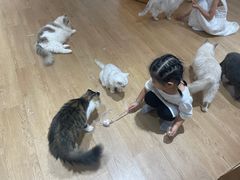 -1013 PET SHOP精品宠物商店(丁香店)