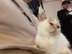 -万小咖.猫咖(中山路天虹店)