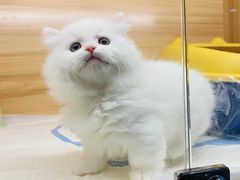 -欣宠猫屋·矮脚拿破仑·蓝金金渐层
