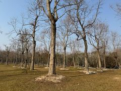 -上海海湾国家森林公园