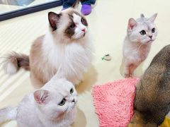 -三花喵·撸猫购宠·宠物生活馆(虹桥南丰城店)