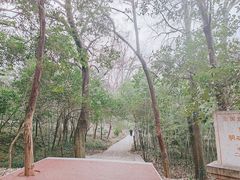 -紫金山山顶公园