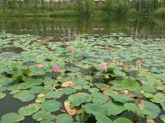 android_upload_pic-青岛国学公园