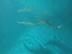 -北戴河圣蓝海洋公园