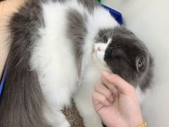 -李小姐の猫咖啡馆(五角场店)