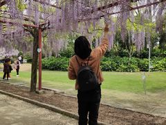 -嘉定紫藤园