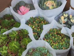 -循礼门鲜花花市(武汉循礼门店)