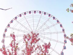-顾村公园