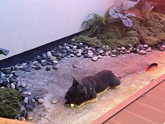 -太食獸泰式茶餐厅(IFS国金中心店)