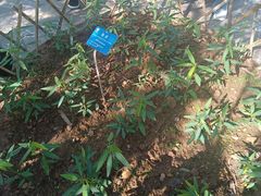 -中国科学院西双版纳热带植物园