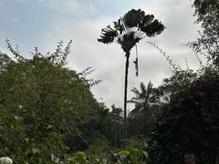 -中国科学院西双版纳热带植物园